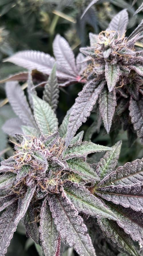 Pink Runtz x Hollywood (Cookies). Week 18