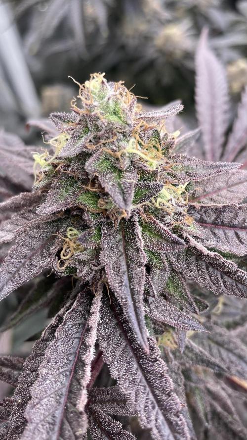 Pink Runtz x Hollywood (Cookies). Week 18