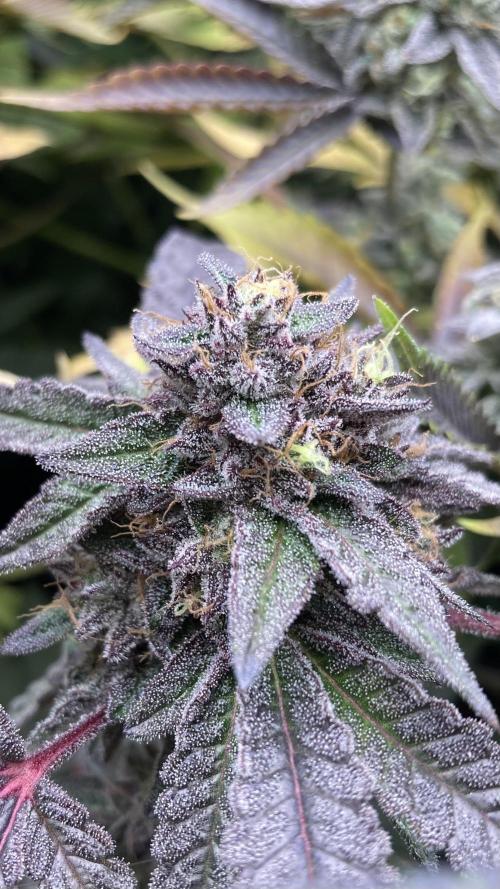 Pink Runtz x Hollywood (Cookies). Week 18