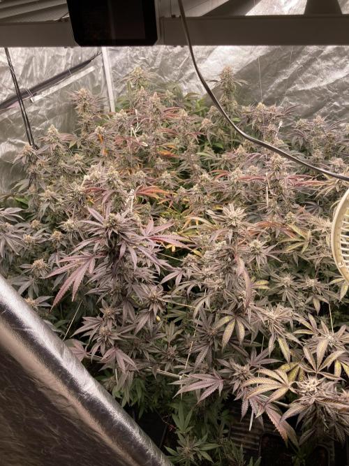 Pink Runtz x Hollywood (Cookies). Week 18