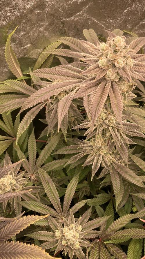 Glazed Pastries (In House Genetics). Week 17