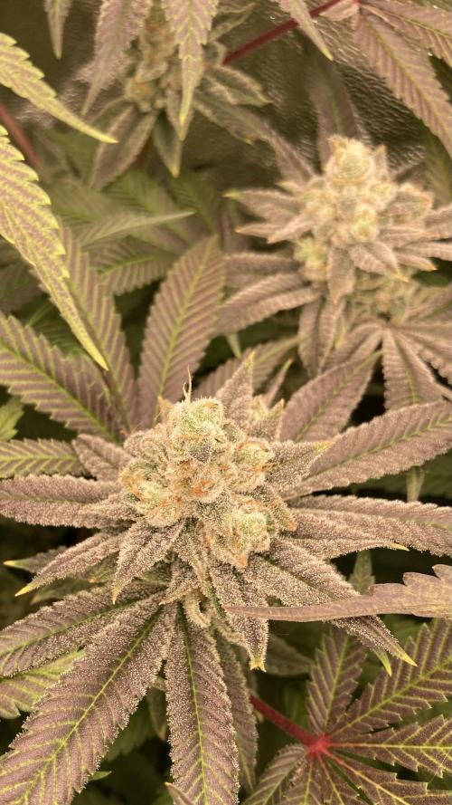 Glazed Pastries (In House Genetics). Week 17