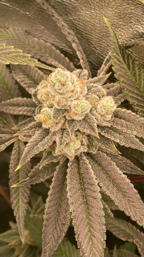 Glazed Pastries (In House Genetics). Week 17