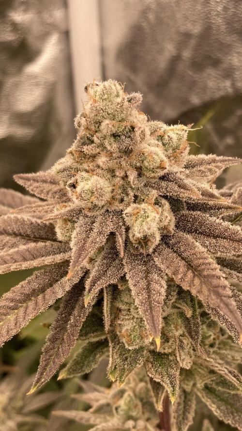 Glazed Pastries (In House Genetics). Week 17