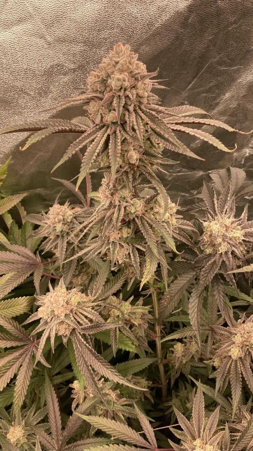 Glazed Pastries (In House Genetics). Week 17