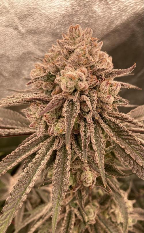 Glazed Pastries (In House Genetics). Week 17