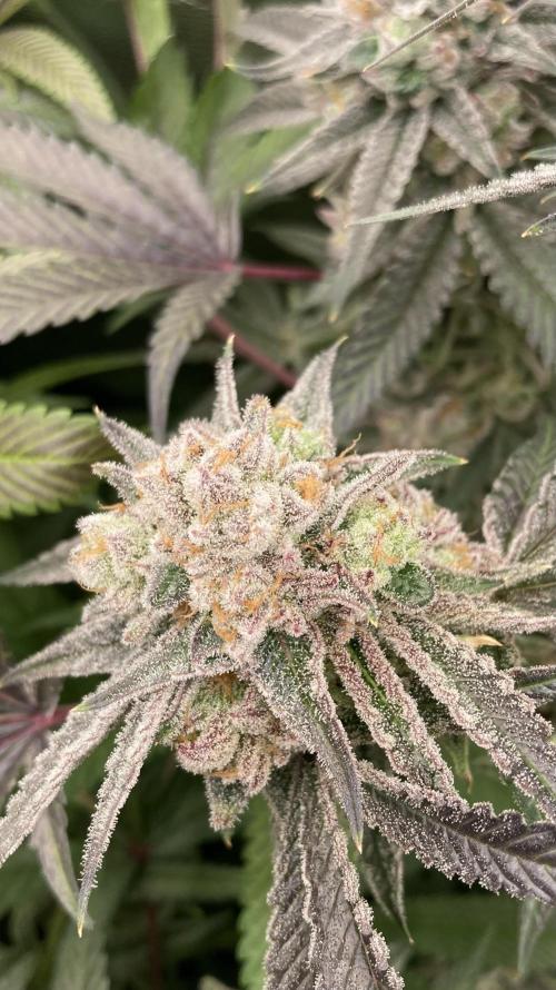 Glazed Pastries (In House Genetics). Week 17