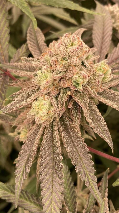 Glazed Pastries (In House Genetics). Week 17