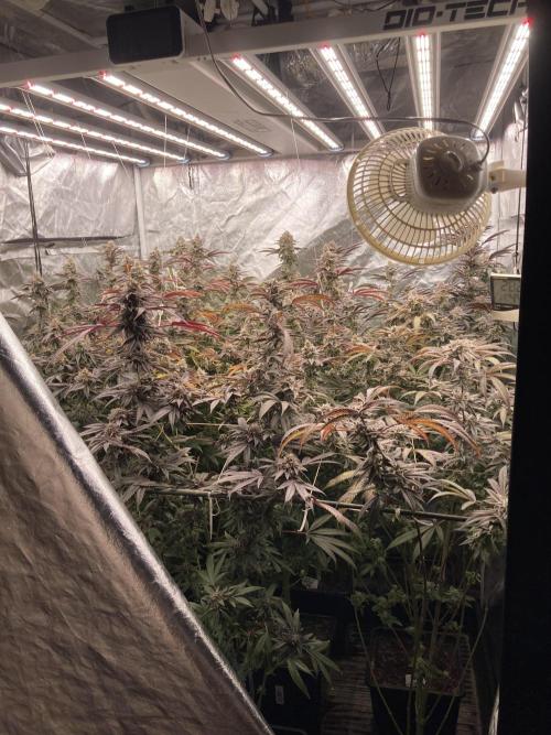 Glazed Pastries (In House Genetics). Week 17