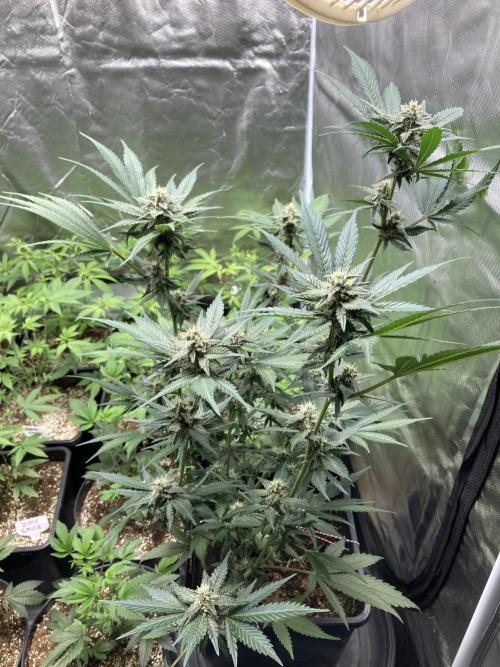 Getting Frosty with the Boys. Week 9