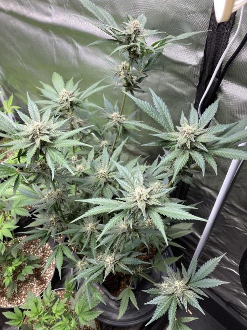 Getting Frosty with the Boys. Week 9