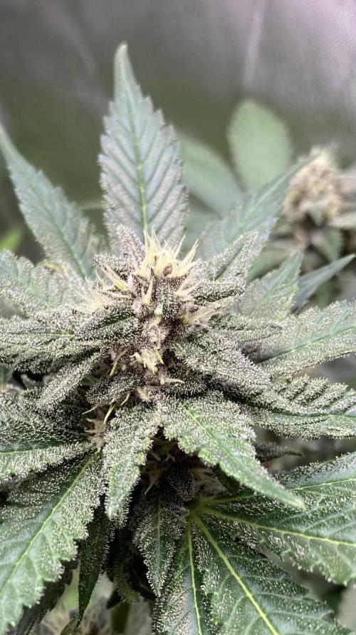 Getting Frosty with the Boys. Week 9