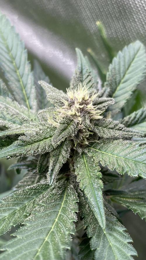 Getting Frosty with the Boys. Week 9