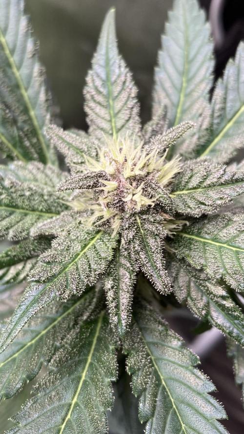 Getting Frosty with the Boys. Week 9