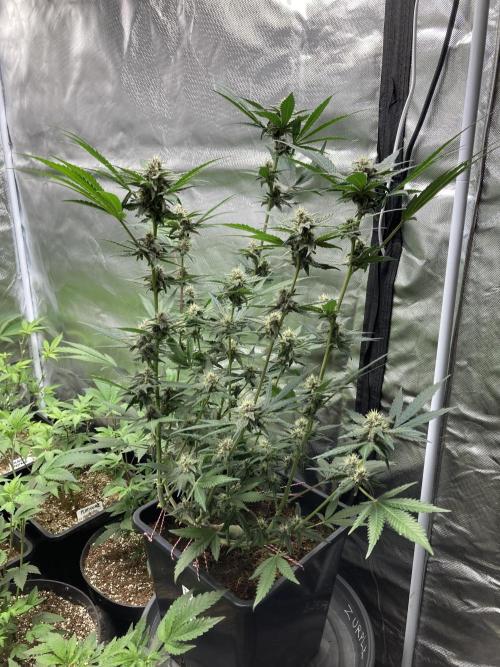 Getting Frosty with the Boys. Week 9