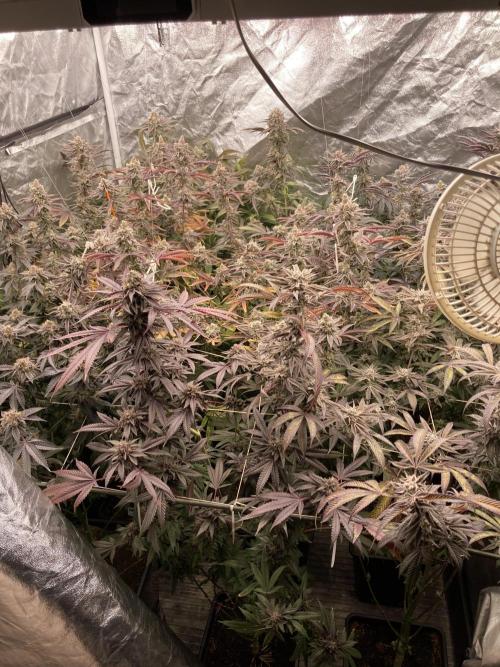 PLATINUMZ (In House Genetics). Week 18