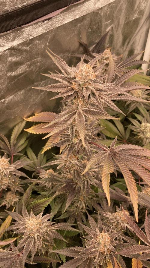 PLATINUMZ (In House Genetics). Week 18