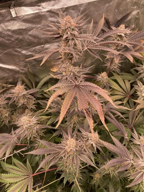 PLATINUMZ (In House Genetics). Week 18