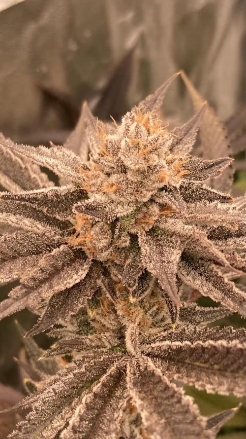 PLATINUMZ (In House Genetics). Week 18