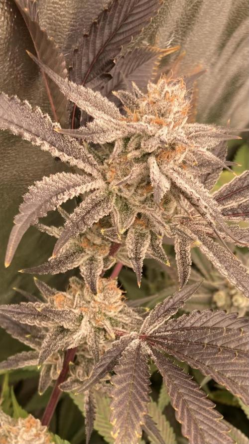 PLATINUMZ (In House Genetics). Week 18