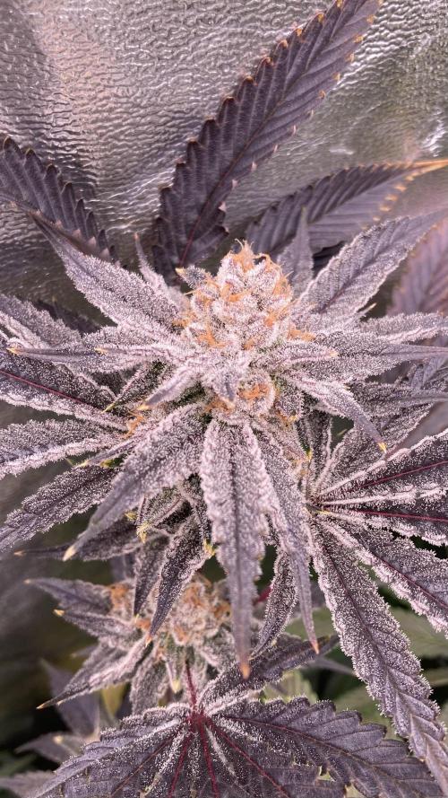 PLATINUMZ (In House Genetics). Week 18