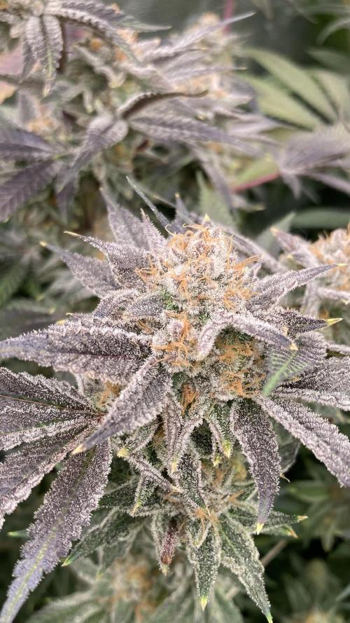 PLATINUMZ (In House Genetics). Week 18