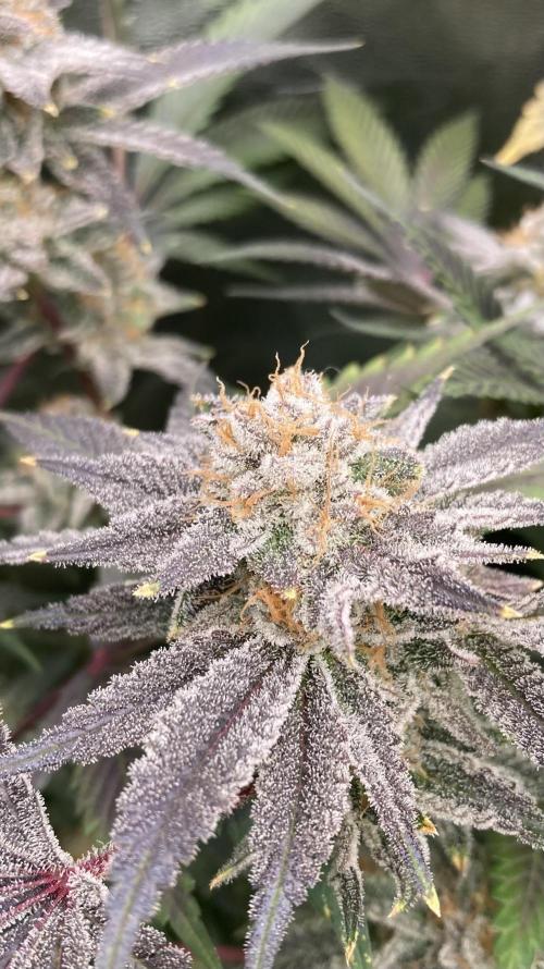 PLATINUMZ (In House Genetics). Week 18