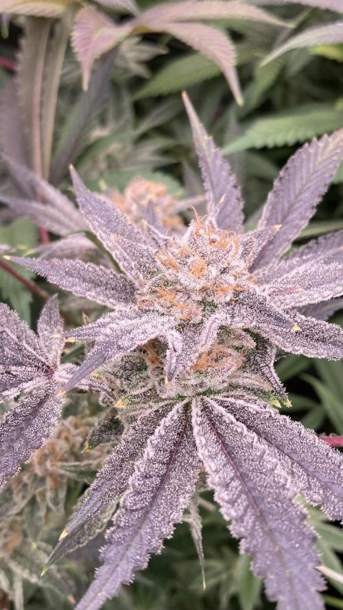 PLATINUMZ (In House Genetics). Week 18