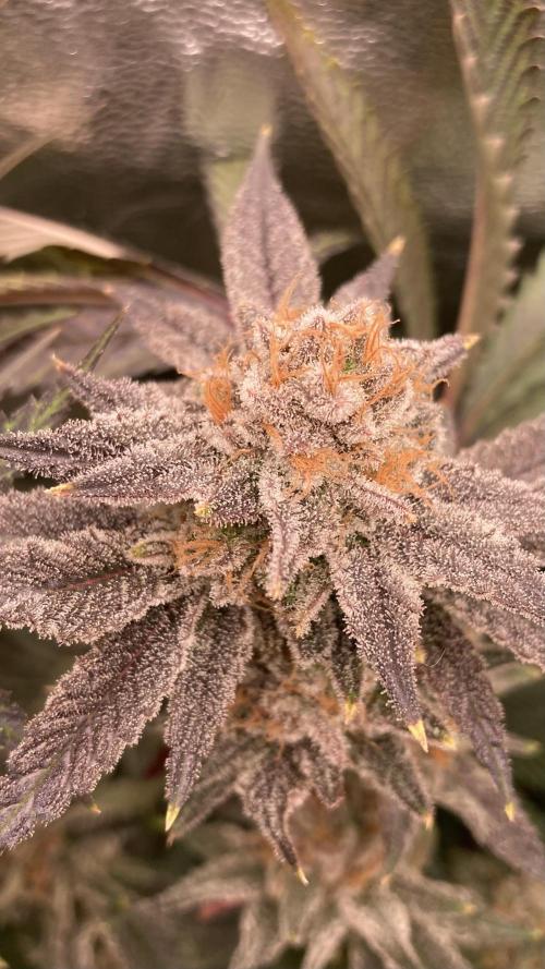 PLATINUMZ (In House Genetics). Week 18