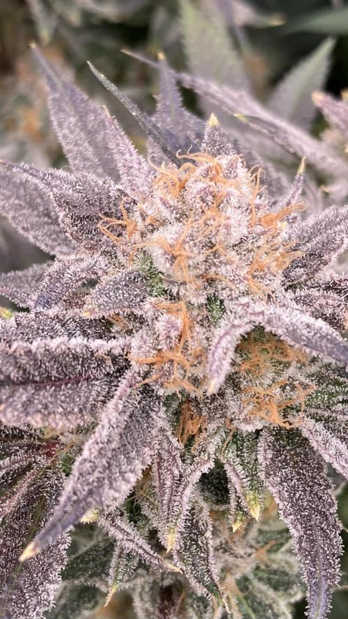 PLATINUMZ (In House Genetics). Week 18