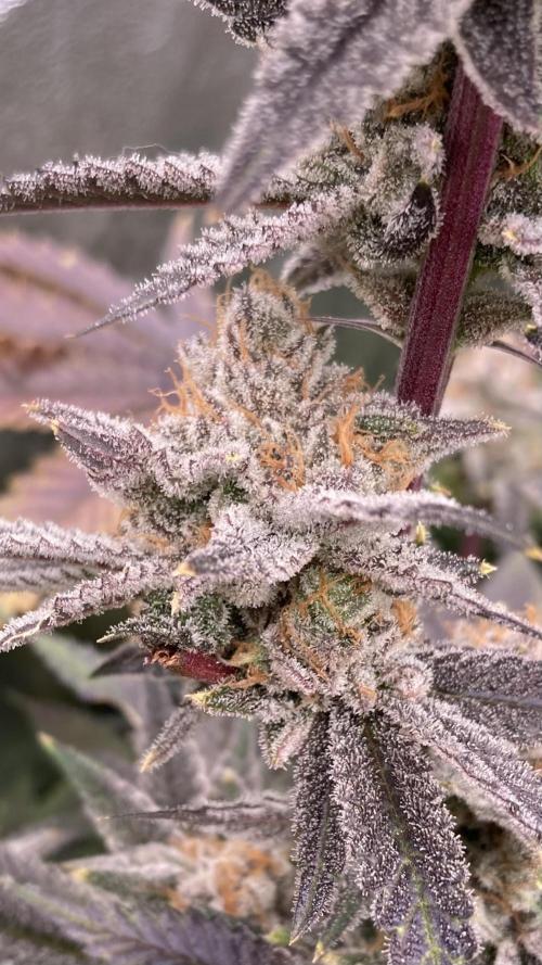 PLATINUMZ (In House Genetics). Week 18