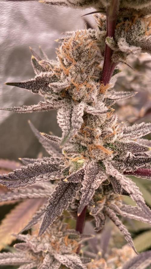 PLATINUMZ (In House Genetics). Week 18