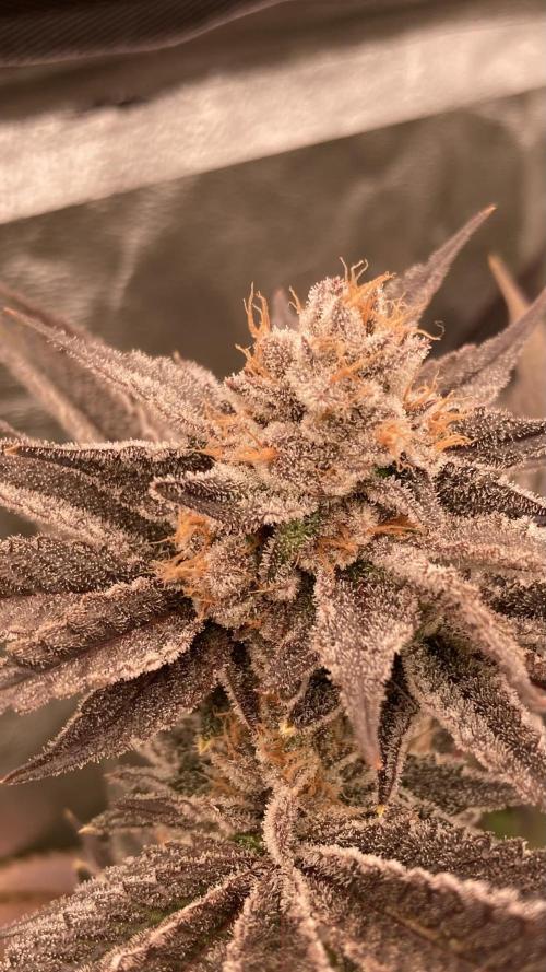 PLATINUMZ (In House Genetics). Week 18