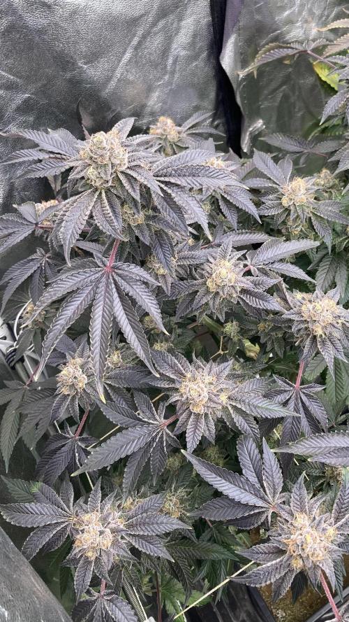 Rainbow Gelato (Wizard Trees). Week 20