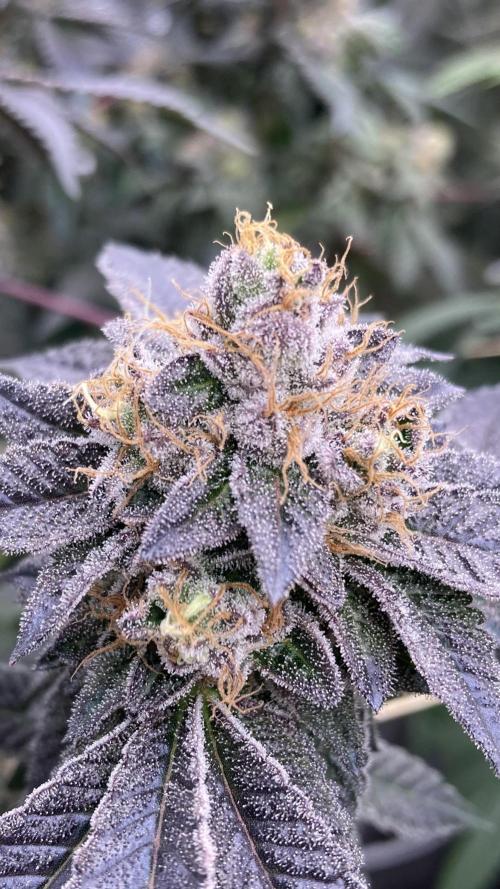 Rainbow Gelato (Wizard Trees). Week 20