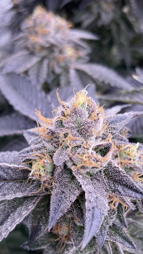 Rainbow Gelato (Wizard Trees). Week 20