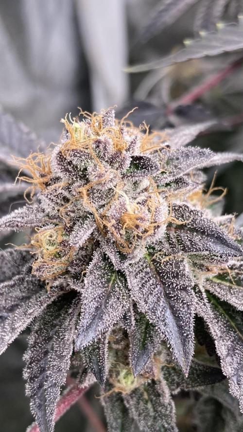 Rainbow Gelato (Wizard Trees). Week 20