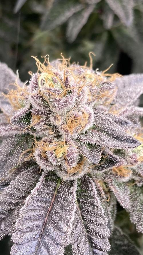 Rainbow Gelato (Wizard Trees). Week 20