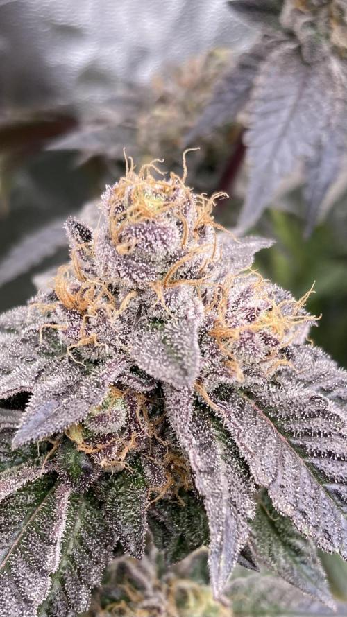 Rainbow Gelato (Wizard Trees). Week 20