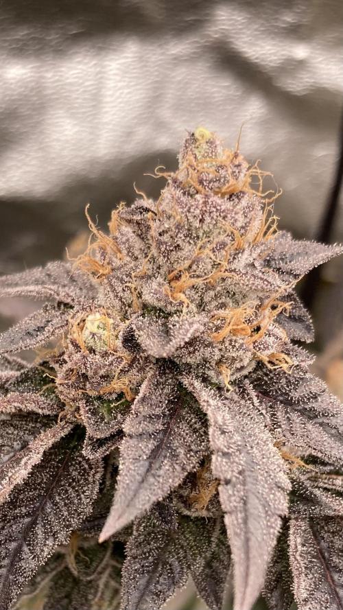 Rainbow Gelato (Wizard Trees). Week 20