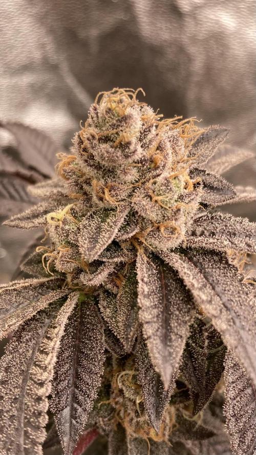 Rainbow Gelato (Wizard Trees). Week 20