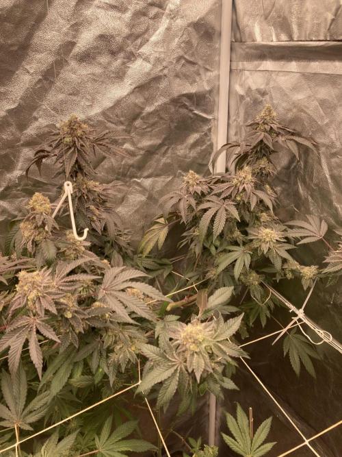 Rainbow Gelato (Wizard Trees). Week 20