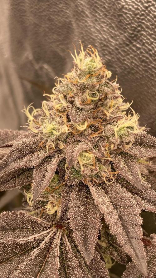 Rainbow Gelato (Wizard Trees). Week 20