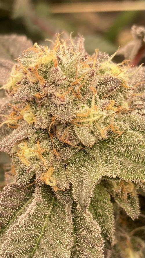 Rainbow Gelato (Wizard Trees). Week 20