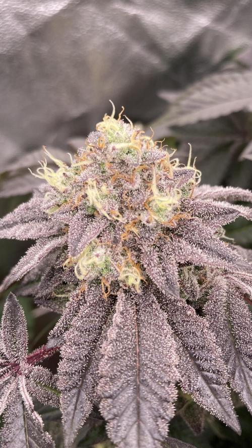 Rainbow Gelato (Wizard Trees). Week 20