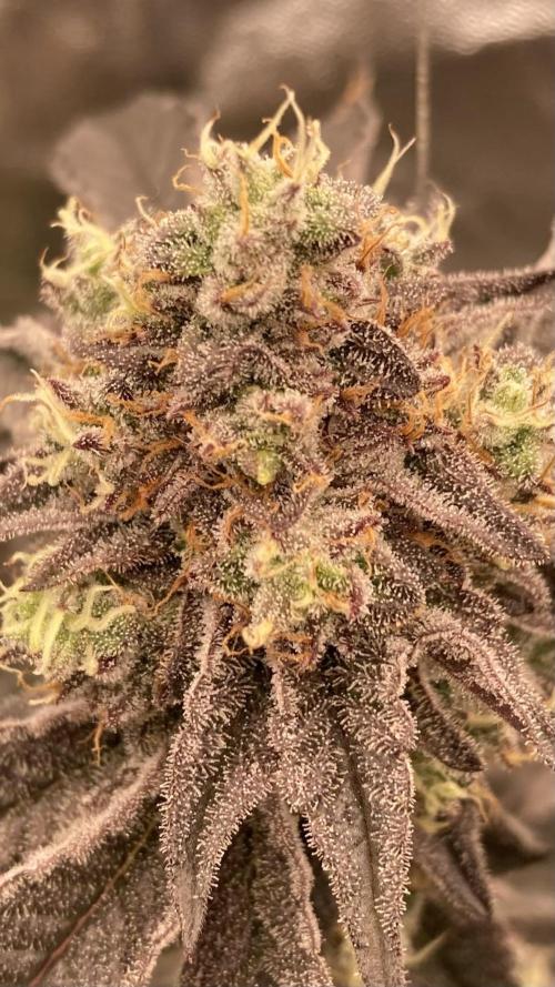 Rainbow Gelato (Wizard Trees). Week 20