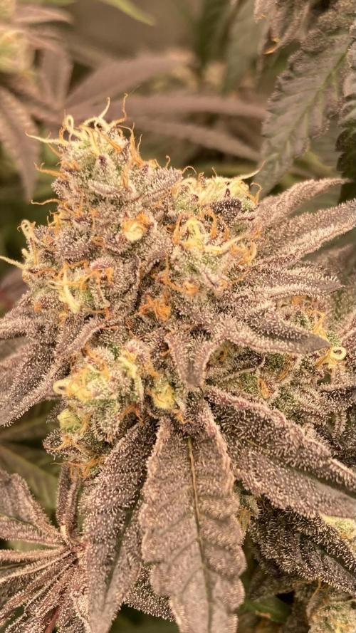 Rainbow Gelato (Wizard Trees). Week 20