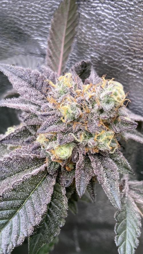 Rainbow Gelato (Wizard Trees). Week 20