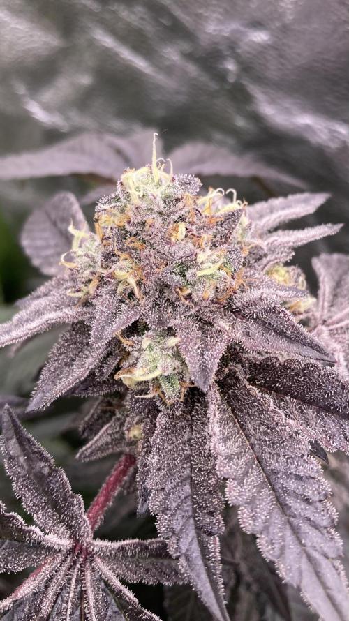 Rainbow Gelato (Wizard Trees). Week 20