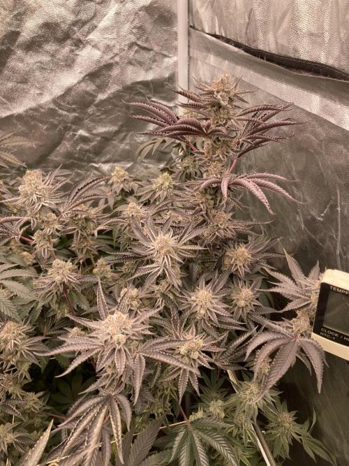 Sugoi Zushi (In House Genetics). Week 20